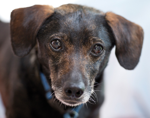 Tierkrematorium – eine zeitgemäße Tierbestattung für Ihr Haustier
